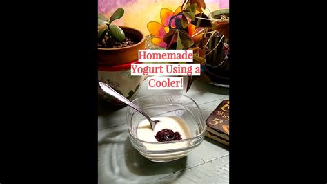 easy-homemade-yogurt-with-raw-milk-cooler image