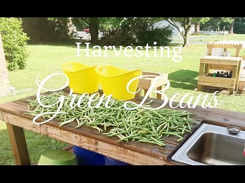 how-to-harvest-beans-green-beans-snap-beans image